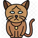 Burma Katze Goldene Augen Glatt Symbol