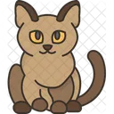 Burmese Cat Feline Icon