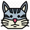 Burmilla Cat Cat Breeds Icon