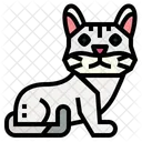 Burmilla Cat Icon