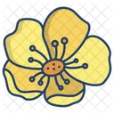 Butter Cup  Icon