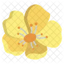 Butter Cup Flower Flowers Icon