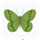 Butterfly Icon