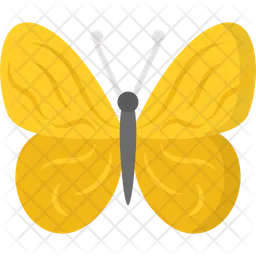 Butterfly  Icon