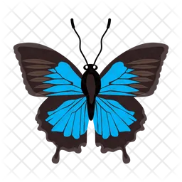 Butterfly  Icon