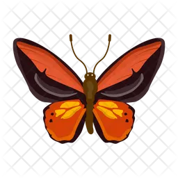 Butterfly  Icon