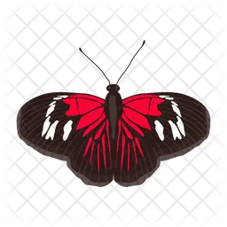 Butterfly  Icon