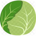 Cabbage Vegetable Healthy Food Icon
