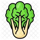 Cabbage Vegetable Organic 아이콘