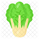 Cabbage Vegetable Organic Icon