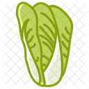 Cabbage Vegetable Garden Icon