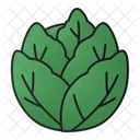 Cabbage Vegetarian Healthy Icon