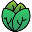 Cabbage Plant Harvest Icon