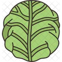 Cabbage Raw Agriculture Icon