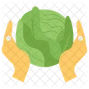 Cabbage Vegetable Salad Icon
