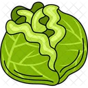 Vegetable Cabbage Green Icon
