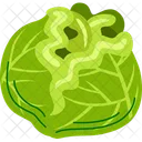 Vegetable Cabbage Green Icon