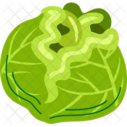 Cabbage  Icon