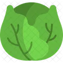 Cabbage Vegetable Healthy Icon