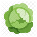 Cabbage Vegetable Healthy Icon