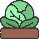 Cabbage Patch  Icon