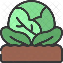 Cabbage Patch  Icon