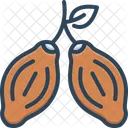Cacao Beans Cacao Beans Icon