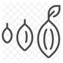 Cacao beans  Icon