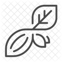 Cacao  Icon