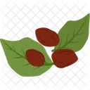 Cacao Sweet Cocoa Icon
