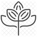 Cacao tree  Icon