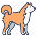 Cachorro Ishiba Cachorro Shiba Animal De Cachorro Icon
