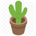 Cactus Plante Sauvage Succulente Icône