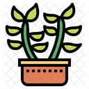 Cactus Botanical Nature Icon