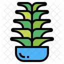 Cactus Botanical Nature Icon