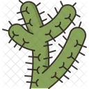 Cactus Cane Cholla Icon