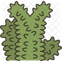 Cactus Jumping Cholla Icon