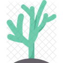 Cactus Pencil Shrub Icon