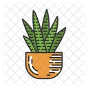 Cactus cebra en una maceta  Icono