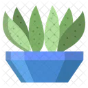 Cactus Century Cactus Cactus Pot Cactus Plant Icon