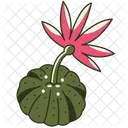 Cactus Chin Icon