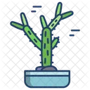 Cactus Cholla Cactus Cactus Pot Cactus Plant Icon