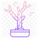 Cactus Cholla Cactus  Icon