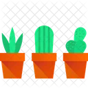 Cactus Pots Cactus Plant Icon