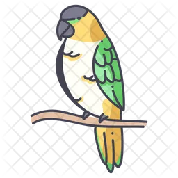 Caique  Icon