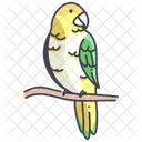 Caique Whitebilled Cockatoo Icon