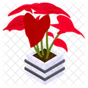 Caladium Festivia  Icon