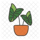 Caladium  Icon