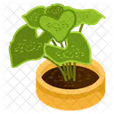 Caladium Plant  Icon