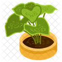 Caladium Plant  Icon